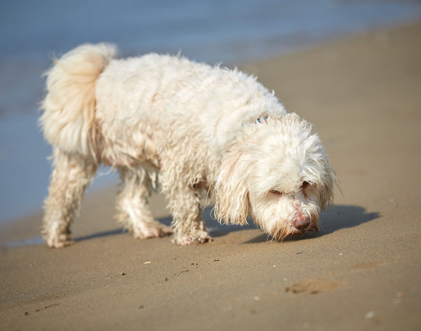 15 minutes of sniffing = 1 hour walk!