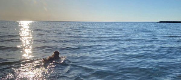 Oaklee a golden retriever swimming at sunset.  