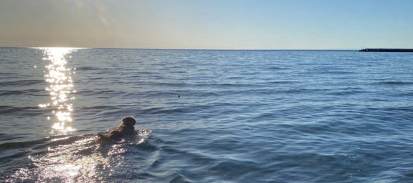 Oaklee a golden retriever swimming at sunset.