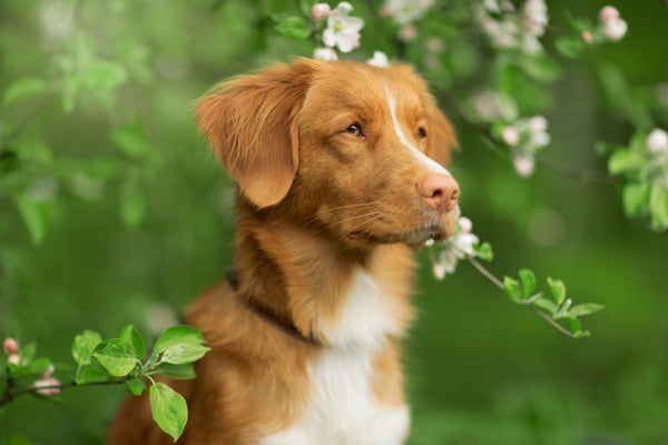 dog surrounded by treats in bloom