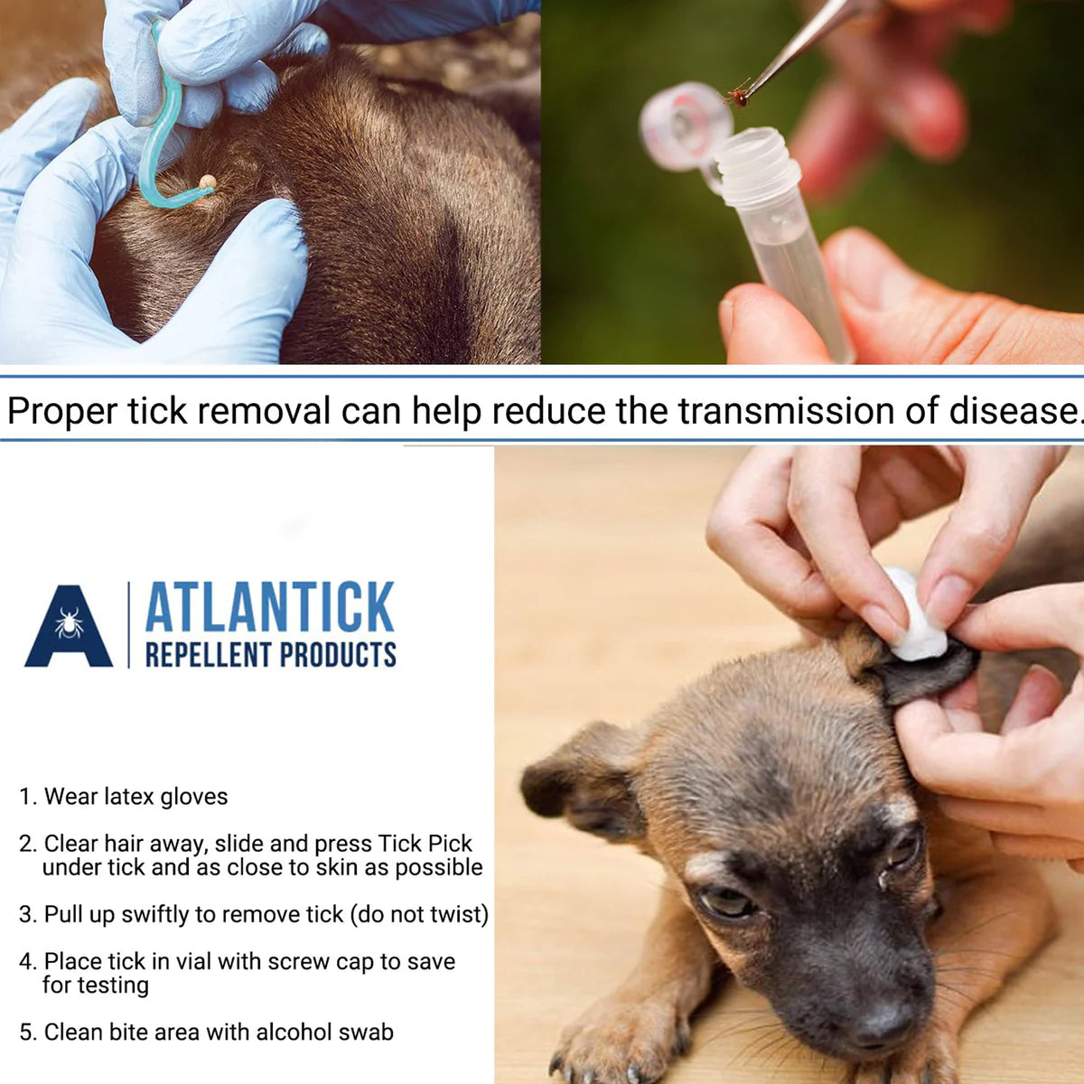 Safe Tick Removal: Image showing ticks being carefully removed using Atlantick Tick Pick, highlighting the importance of proper tick removal methods for reducing infection risk.