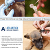 Safe Tick Removal: Image showing ticks being carefully removed using Atlantick Tick Pick, highlighting the importance of proper tick removal methods for reducing infection risk.