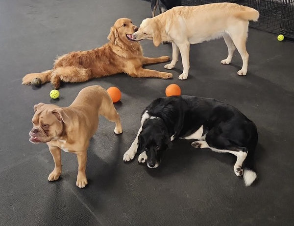 Four dogs at daycare: two engaged in a lively game of tug-of-war while two others watch attentively, showcasing the fun and interactive atmosphere of our facility