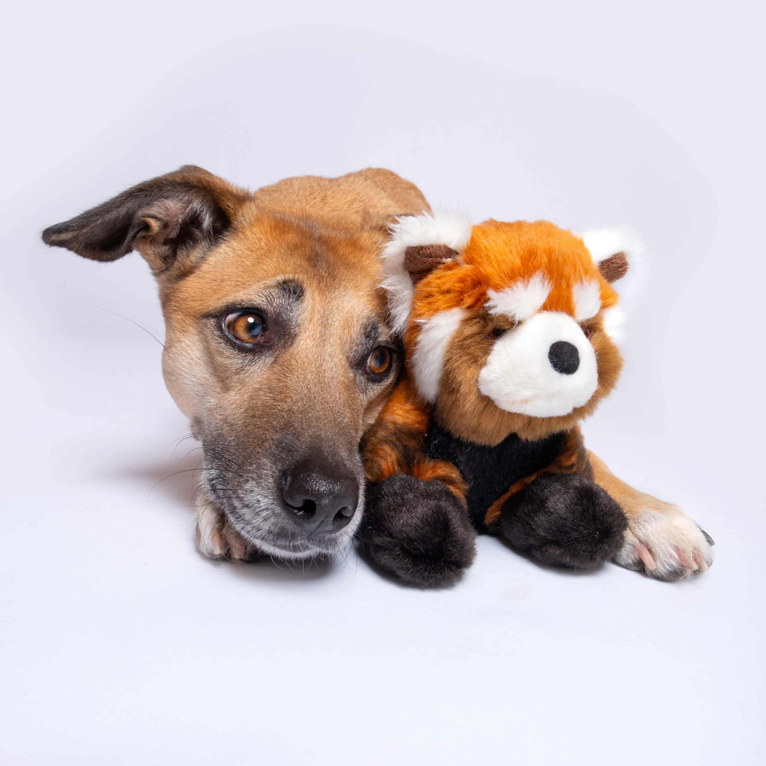 Dog resting peacefully with Archie Red Panda toy, demonstrating the toy’s comforting size and cuddle-worthy design perfect for relaxation and bonding time.