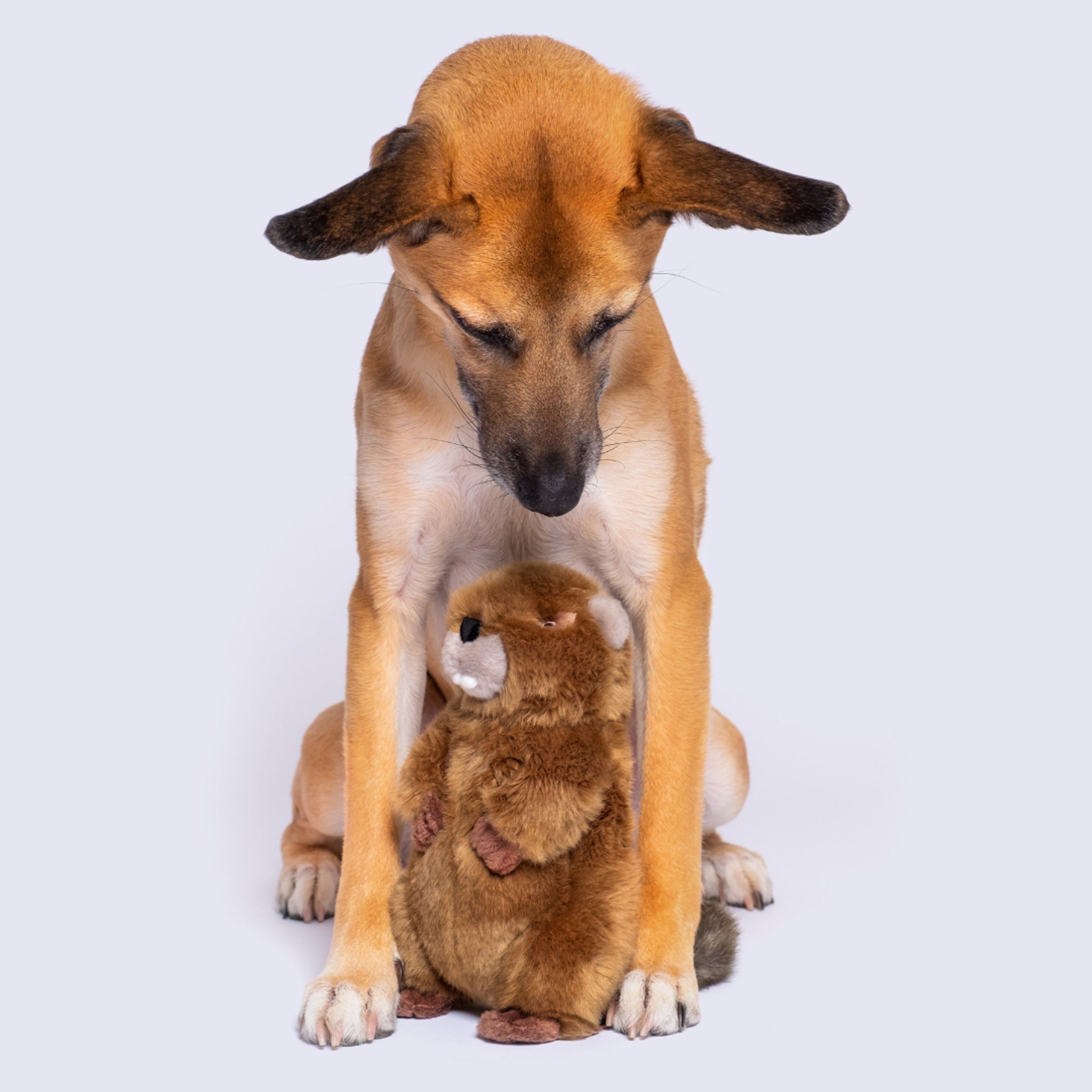 Dog holding Fluff & Tuff Troy Beaver plush toy between paws, enjoying a durable, soft, and safe playtime companion ideal for snuggles and fetch.