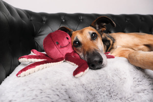Fluff & Tuff - Olympia the Octopus
