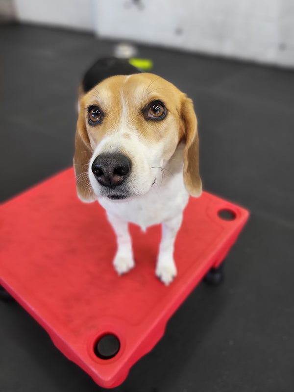 Gabby, a beagle, practicing on the Kong Klimb platform, demonstrating focus and discipline in our training sessions