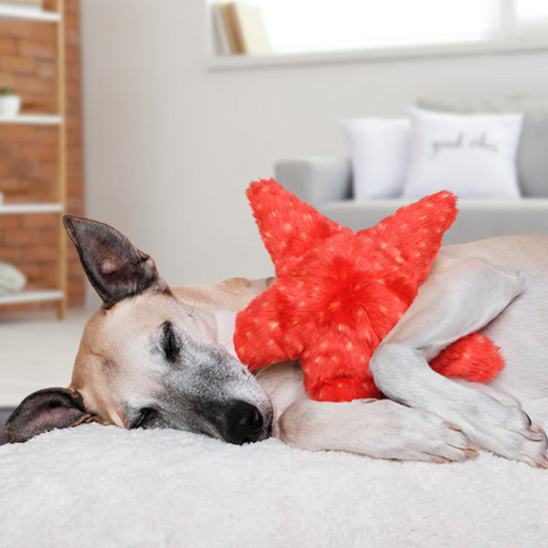 Fluff & Tuff - Ziggy the Starfish