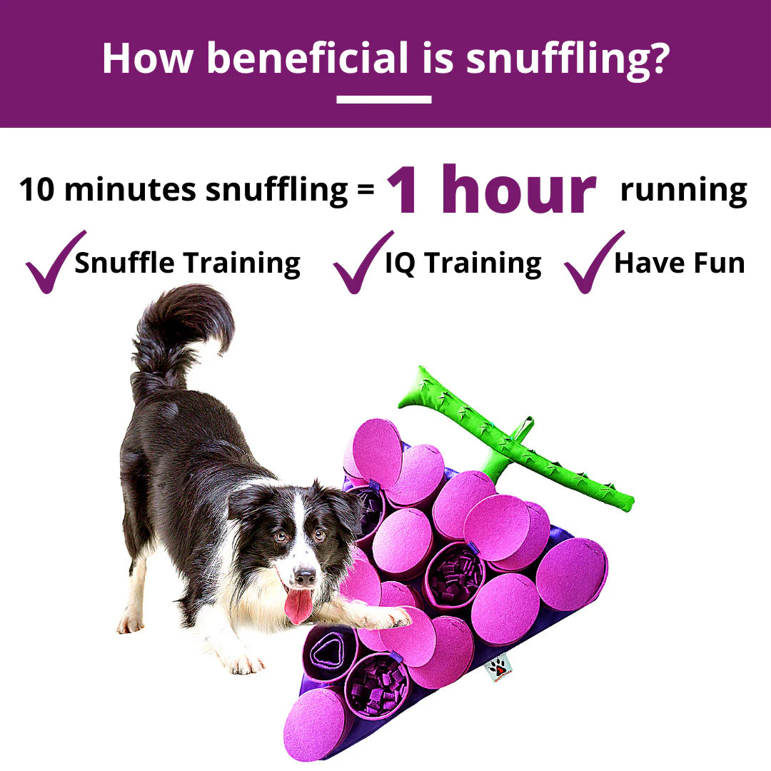 Dog engaging with snuffle mat, demonstrating how 10 minutes of sniffing provides the mental stimulation of a 1-hour walk.