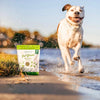 Energetic dog running beside a bag of Green Juju Freeze-Dried Just Greens Blend with Nettles, showcasing the product's benefits for active and healthy pets.