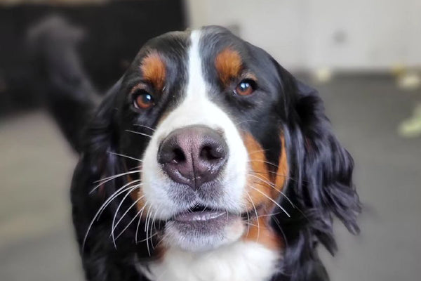 Our Doggy Daycare: Red, the Bernese Mountain Dog, enjoying a fun-filled day at our daycare facility