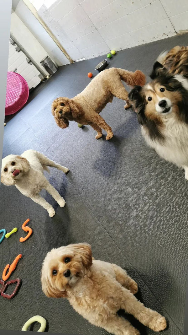 Four small dogs joyfully playing together at our dog daycare, showcasing the fun and social atmosphere for your best friend