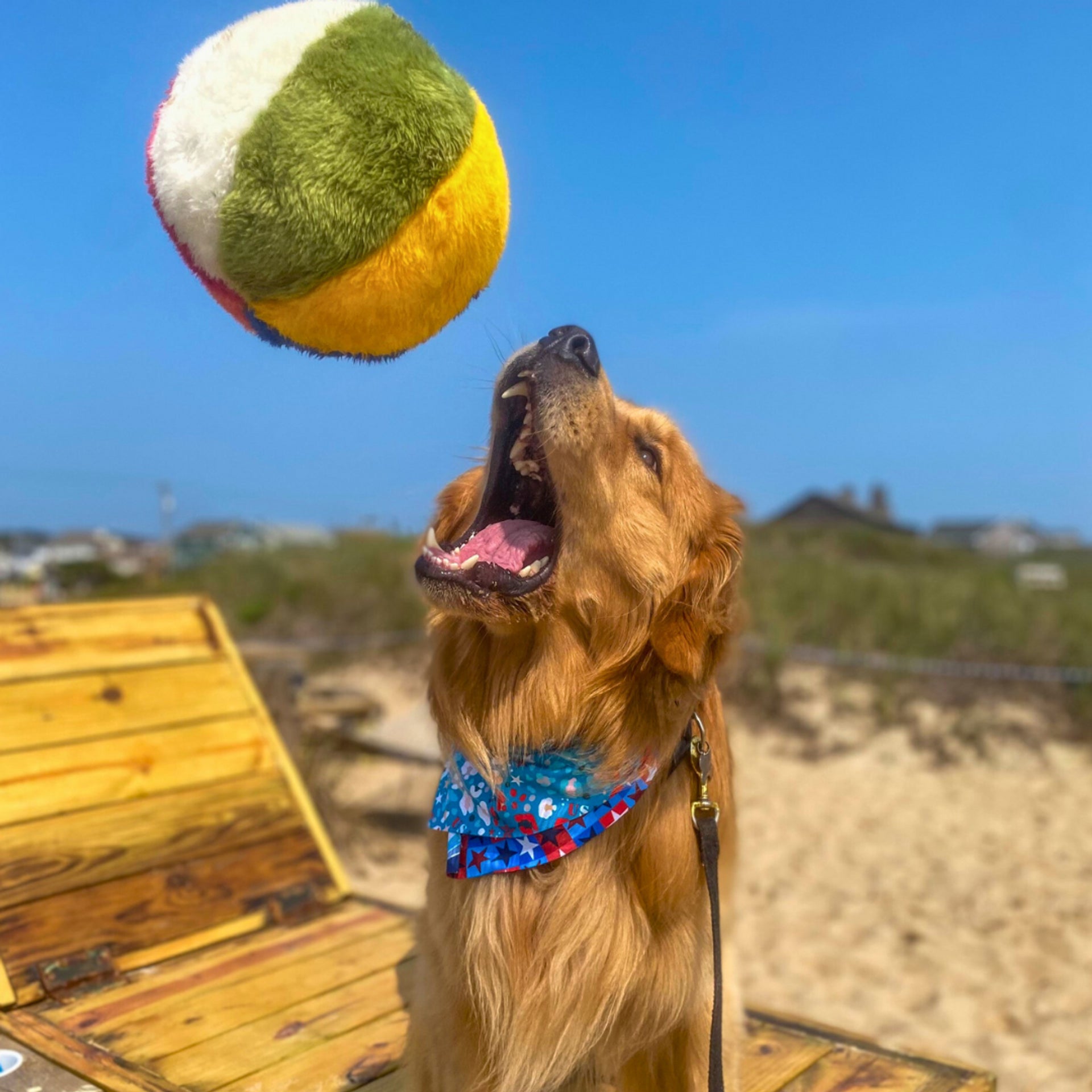 Happy dog catching Fluff & Tuff Beach Ball mid-air, showcasing the toy’s lightweight design, durable stitching, and play-friendly bounce.