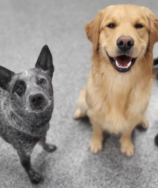 Two dogs happily smiling during their daycare visit, reflecting the joy and contentment experienced in our welcoming facility