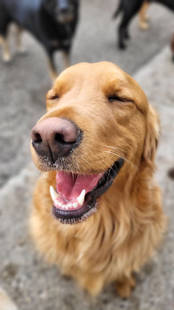 A happy golden retriever enjoying a day at Unleash the Pawsitive, embodying the joyful and welcoming environment for your beloved pets."