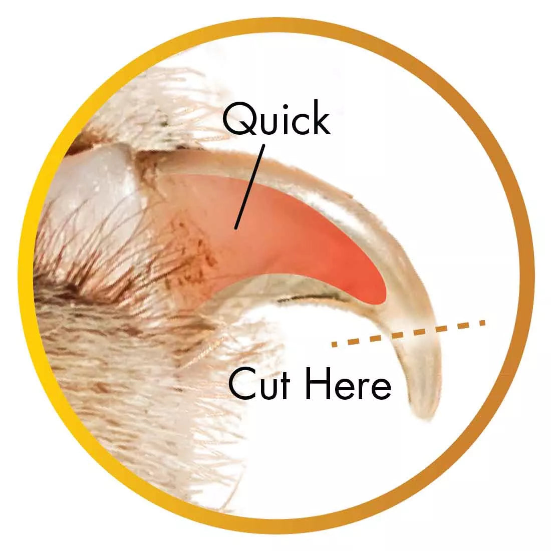 Proper nail trimming is essential for your dog’s health and comfort. This image highlights the correct trimming technique, showing the quick inside the nail and the safe trimming zone. The Safari Professional Dog Nail Trimmers include a built-in safety stop, helping pet parents trim with confidence and avoid cutting too deep. Regular nail care reduces pain, posture issues, and injuries, keeping your dog happy and active.