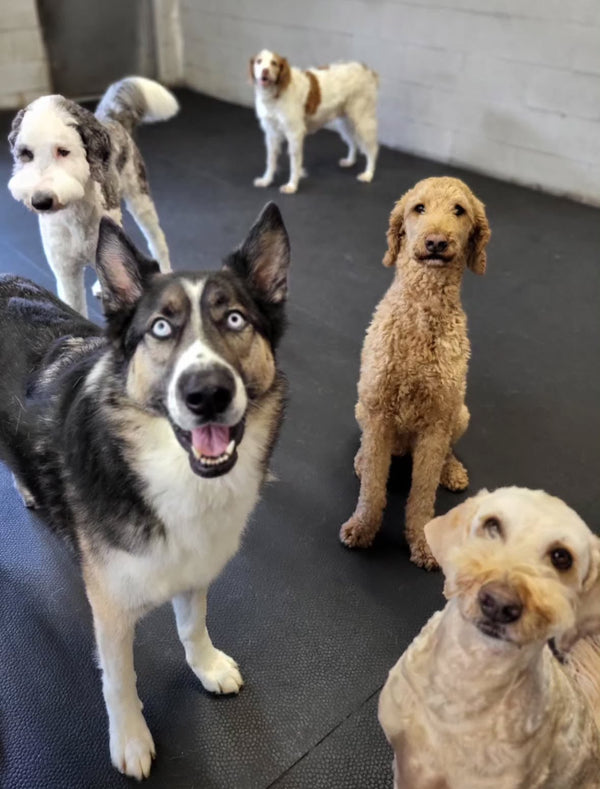 A group of dogs having a blast at Doggy Daycare in Saugeen Shores Ontario