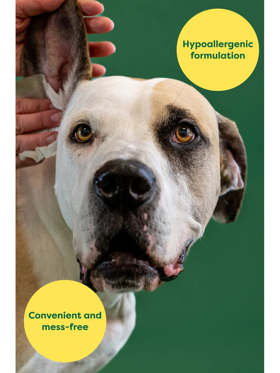 Earth Rated Dog Ear Wipes have a hypoallergenic formulation that's convenient and mess free. Image showing a dog getting the wipe used.