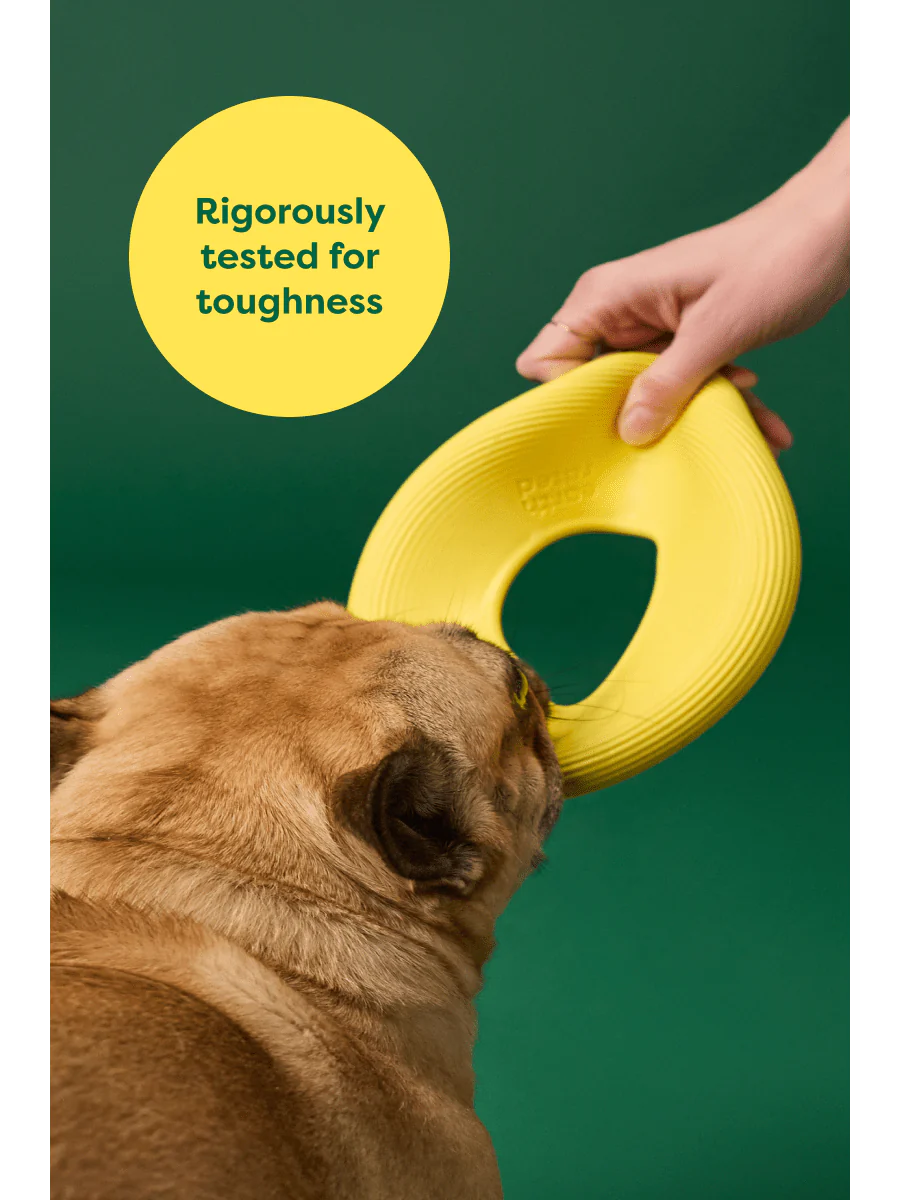 Earth Rated Flyer Dog toy is rigorously tested for toughness, image of French bulldog playing with Earth Rated Flyer Dog Toy