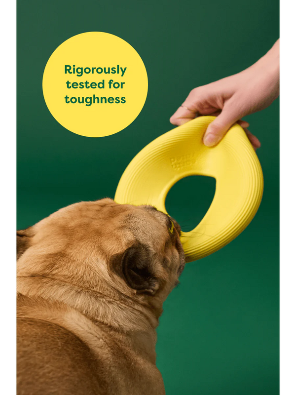 Earth Rated Flyer Dog toy is rigorously tested for toughness, image of French bulldog playing with Earth Rated Flyer Dog Toy
