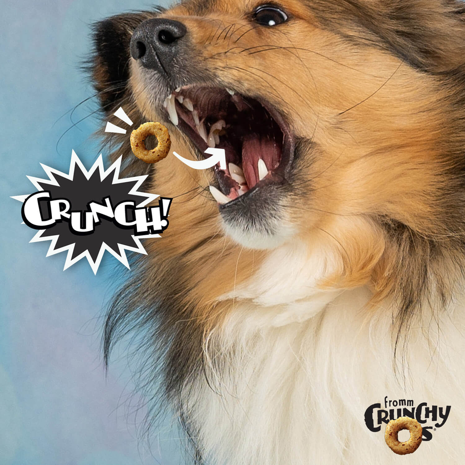 Fromm Crunchy O's Dog Treats Bacon Blasters being enjoyed by a dog crunching