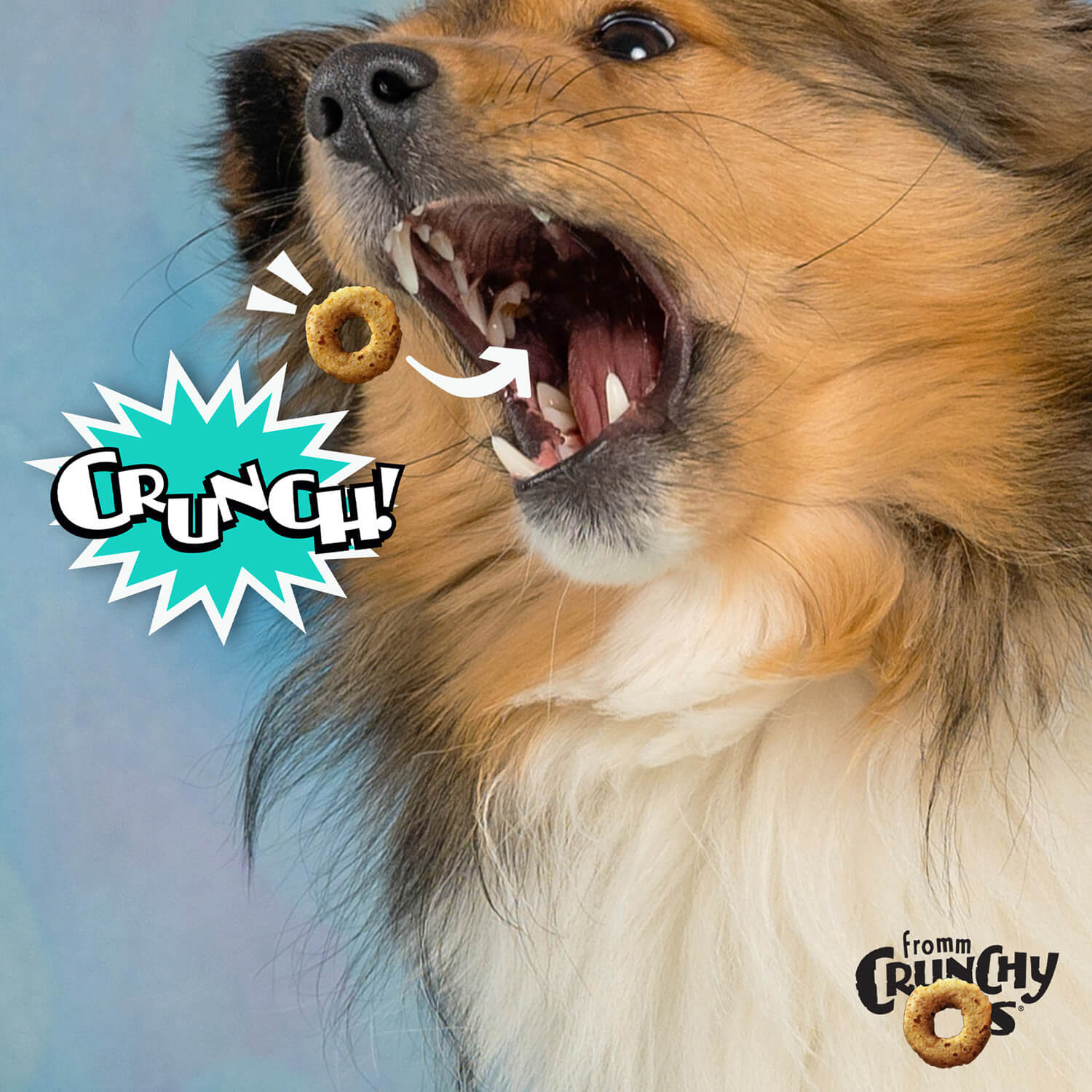Fromm Crunchy Os Dog Treats Banana Kablammas - Dog enjoying the crunchy texture of Fromm Crunchy O's Banana Kablammas.