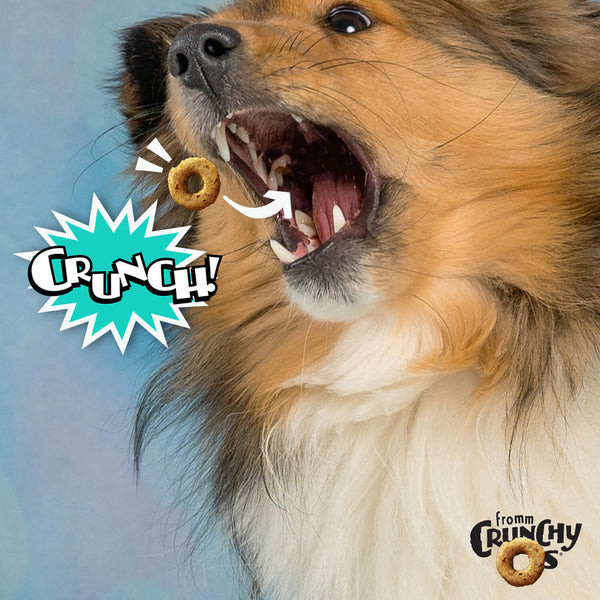 Fromm Crunchy Os Dog Treats Banana Kablammas - Dog enjoying the crunchy texture of Fromm Crunchy O's Banana Kablammas.