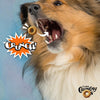 Dog enjoying the crunchy texture of Fromm Crunchy O's Peanut Butter Jammers.