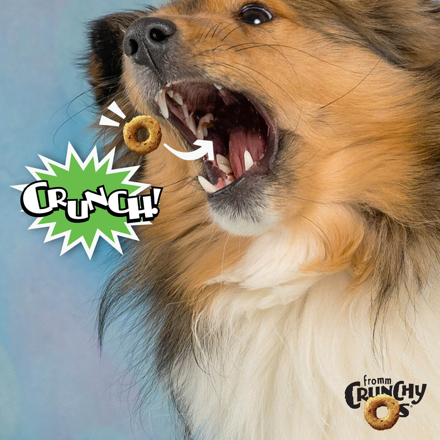 Dog enjoying the crunchy texture of Fromm Crunchy O's Pumpkin Kran POW