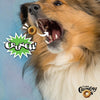 Dog enjoying the crunchy texture of Fromm Crunchy O's Pumpkin Kran POW