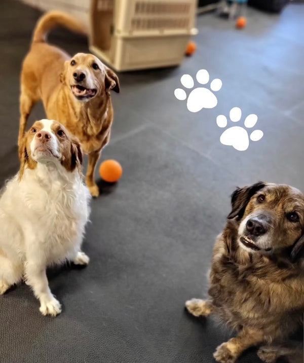 Three eager dogs eagerly awaiting treats at our dog daycare, capturing the anticipation and enjoyment of our treat-time routines.