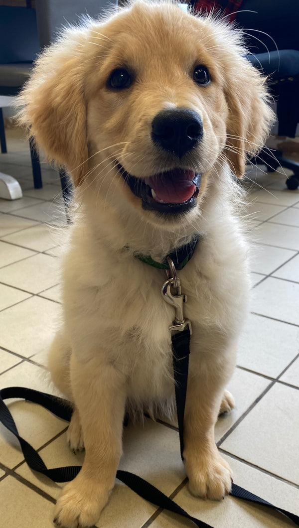 Gerald, the eager student, learning good manners in our Puppy Preschool class, with guidance from our skilled trainers and plenty of positive reinforcement.