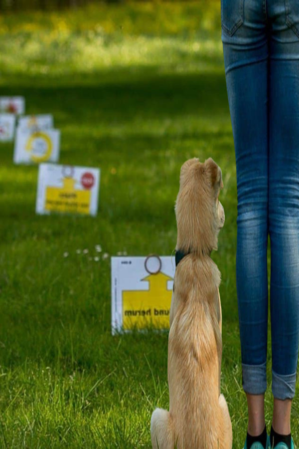 A dog focused and engaged in rally obedience training, navigating a course with precision and skill during our rally obedience class.