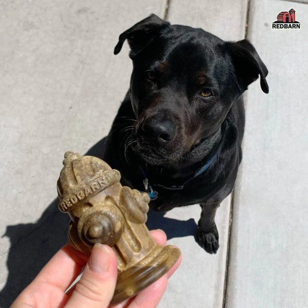 Dog enjoying the Red Barn Chew-a-Bull Hydrant chew, illustrating its appeal as a tasty treat while promoting dental health and gum care.
