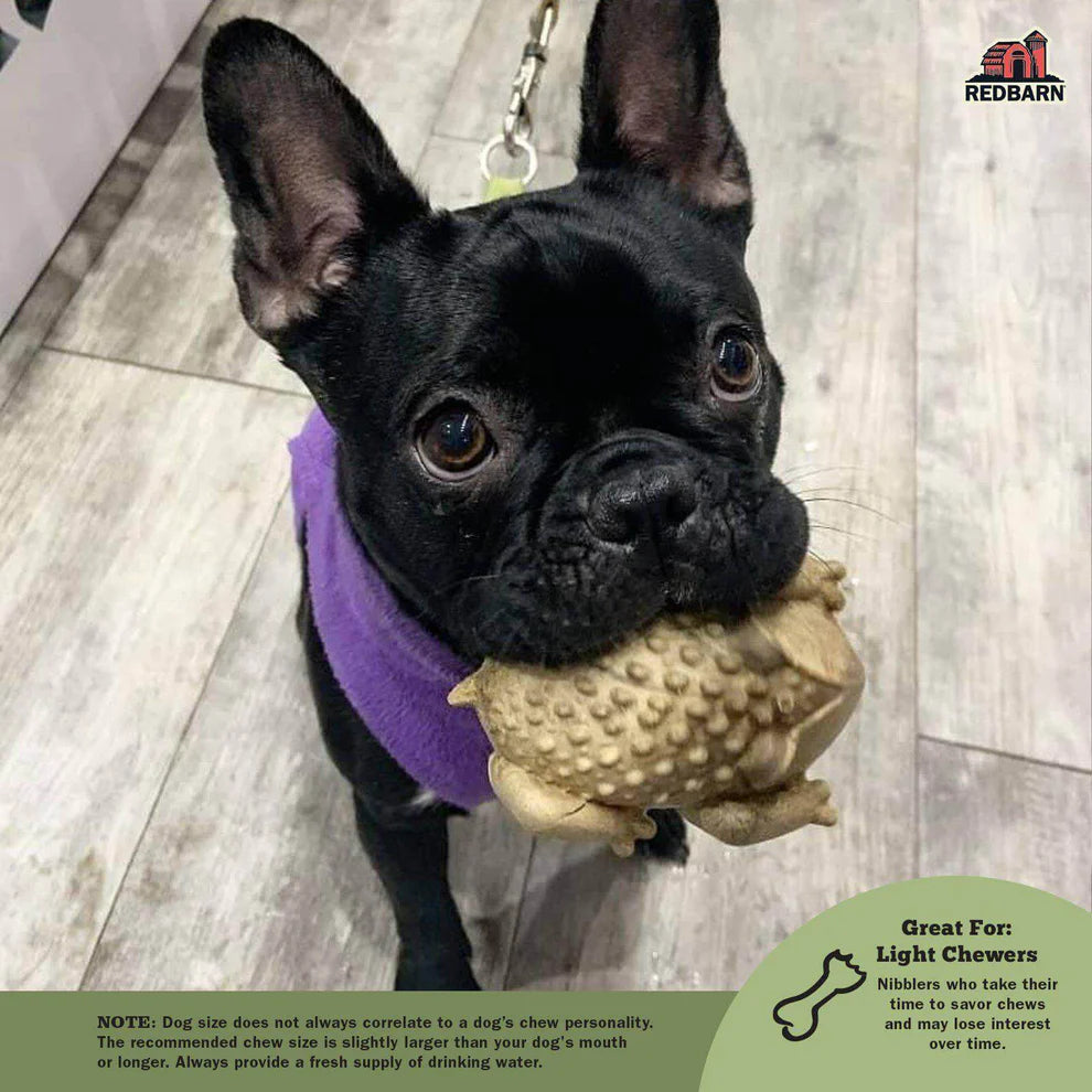 Dog happily enjoying the Red Barn Chew-a-Bull Toad chew, demonstrating its appeal as a treat and effectiveness as a dental hygiene tool.