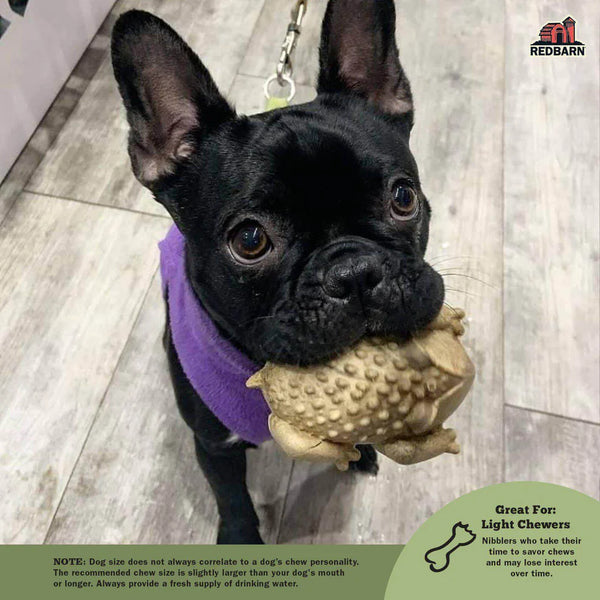 Dog happily enjoying the Red Barn Chew-a-Bull Toad chew, demonstrating its appeal as a treat and effectiveness as a dental hygiene tool.