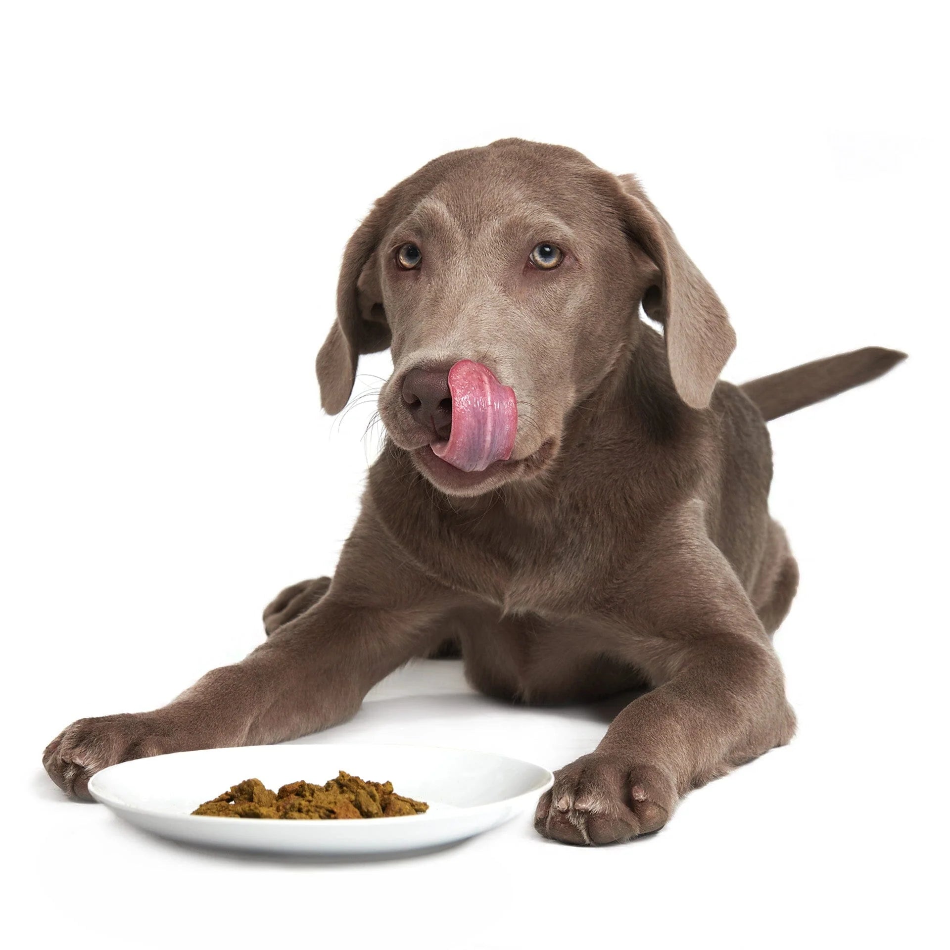A happy dog enjoying a meal of Smack Dehydrated Raw Dog Food