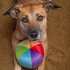 Small dog laying down with Fluff & Tuff Mini Beach Ball between its paws, highlighting the toy’s comforting softness and ideal size for snuggles or light chewing.