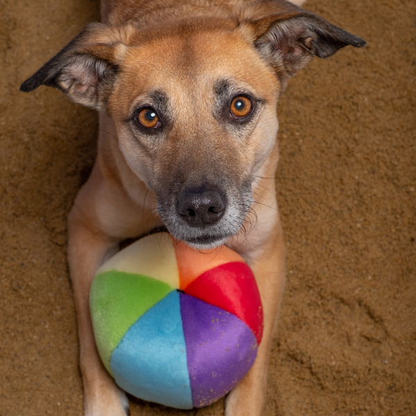 Small dog laying down with Fluff & Tuff Mini Beach Ball between its paws, highlighting the toy’s comforting softness and ideal size for snuggles or light chewing.