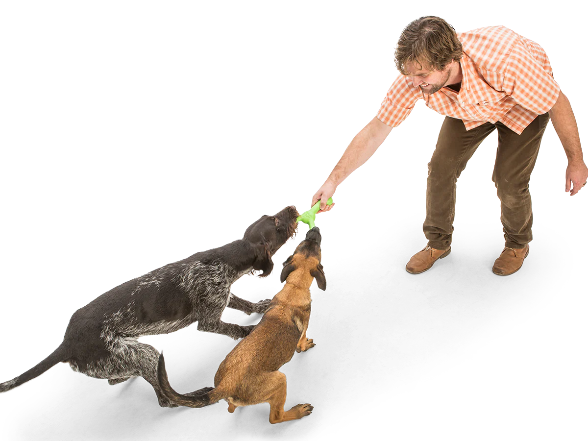 Two playful dogs engaging in tug-of-war with their human using the durable West Paw Skamp dog toy.