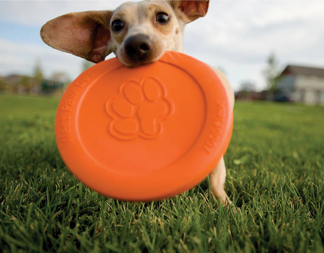 Small hound dog happily playing with the orange West Paw Zisc in a grassy field.