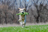 Fluff & Tuff - Georgia the Gator