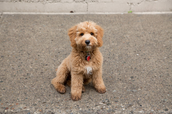 Baxter, an adorable puppy enrolled in our Pawsitive Puppy Program, learning essential skills for a happy and well-behaved life