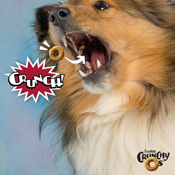 Dog enjoying the crunchy texture of Fromm Crunchy O's Pot Roast Punchers treat.
