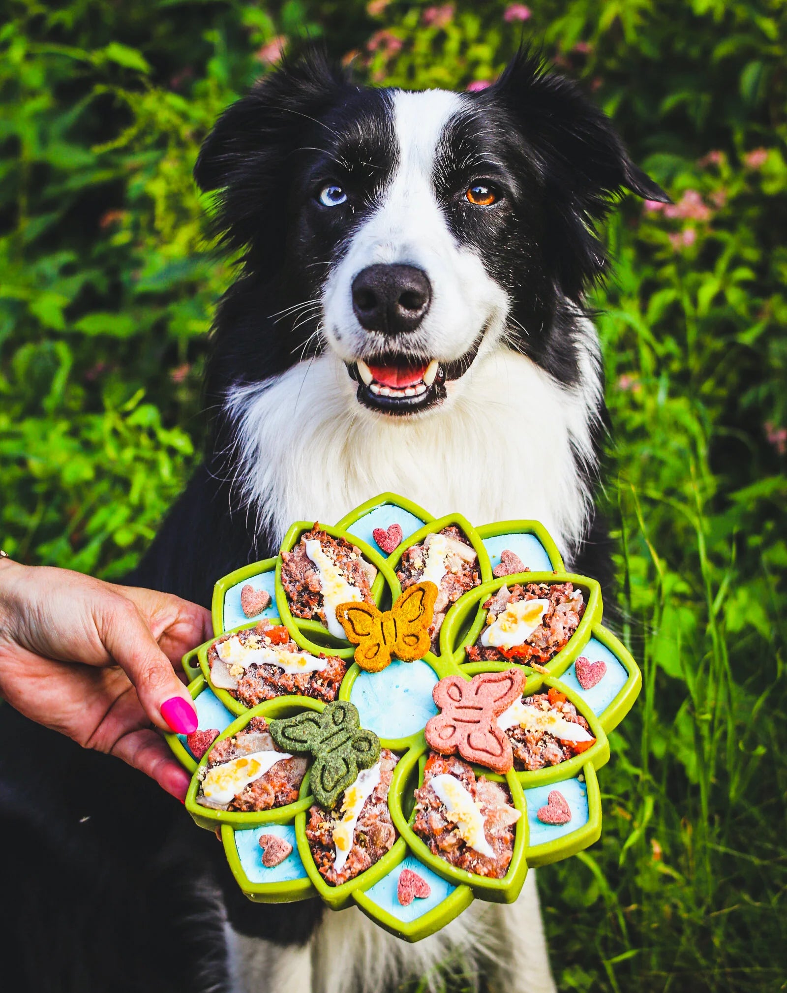 An image of a happy dog engaging with the Soda Pup Mandala Slow Feeder filled with kibble, showcasing how the feeder provides mental stimulation and makes mealtime more enriching and enjoyable.