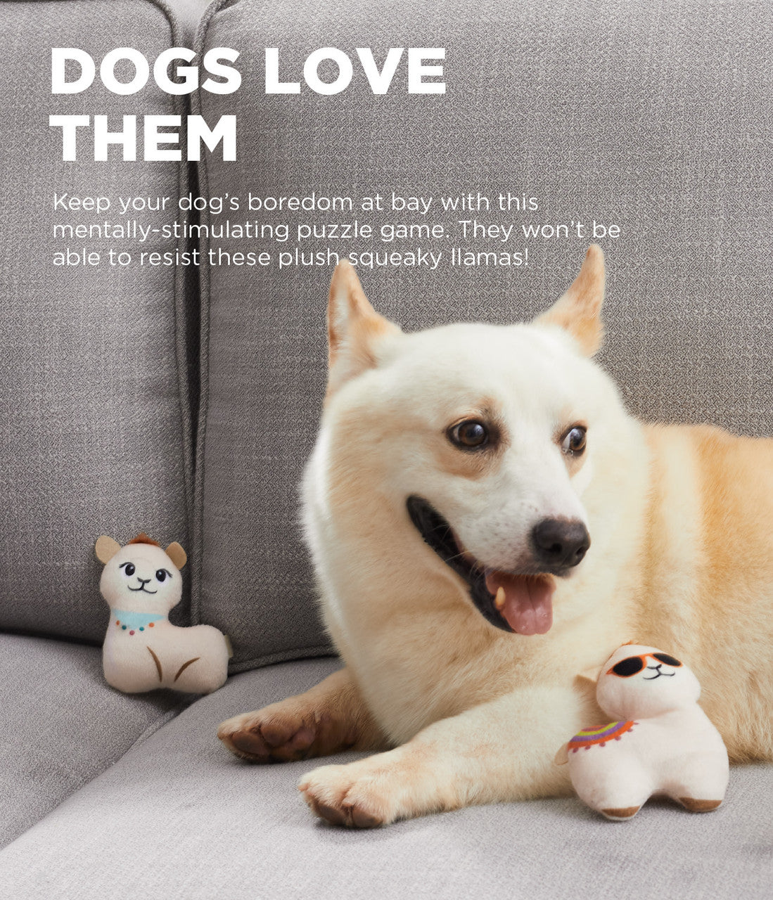 Dog relaxing on a couch while playing with the Outward Hound Hide A Llama toy, demonstrating enrichment, comfort, and engaging indoor play.