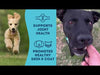 Cute video of Pet Treatery dehydrated Sardines dog treats. Showcasing dogs loving the treats, single ingredient which is a good dog treat for dogs with allergies. Showing it's high value treat to reward your dog while also providing joint & skin support.