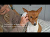 Video demonstrating the use of Earth Rated Dog Ear Wipes for gentle ear cleaning.