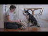 Video featuring multiple dogs of different breeds and sizes engaging with the Hide A Llama puzzle toy, showing its versatility, interactive fun, and mental stimulation benefits.