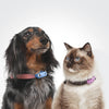 An image showing a dog and cat wearing the Tickless Mini Dog repellent, illustrating its effectiveness and suitability for both pets.